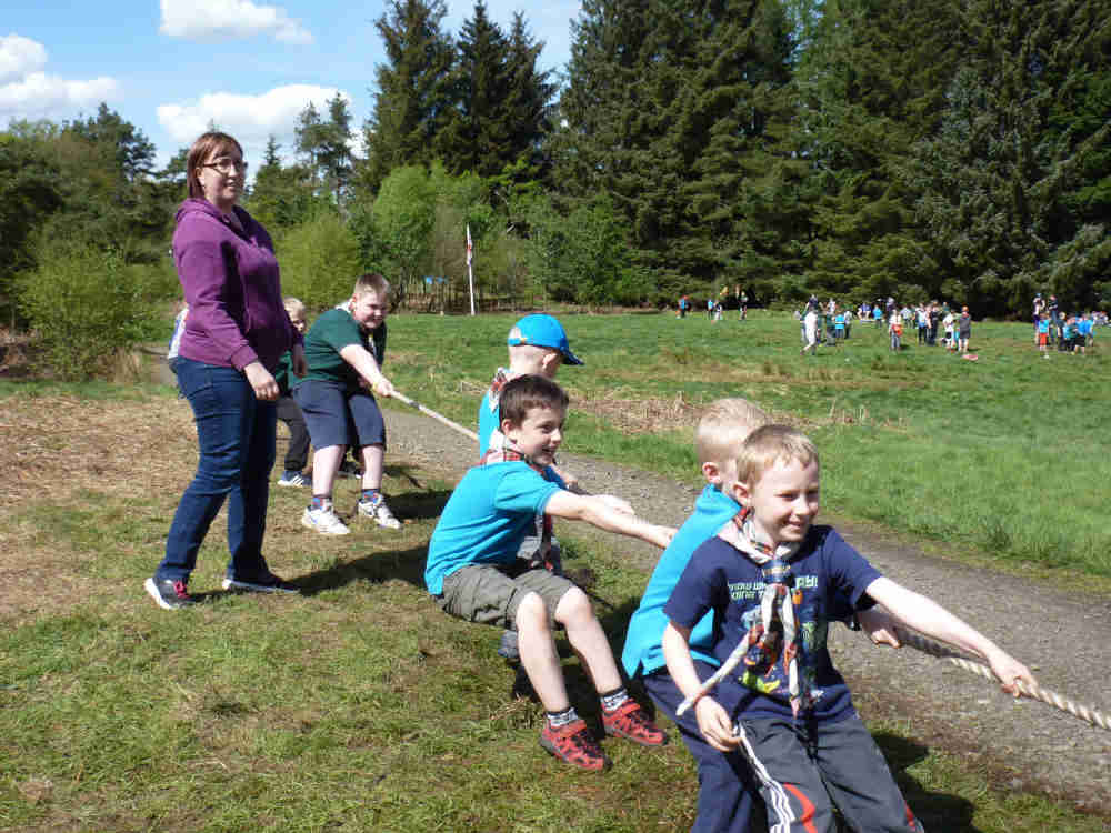 Beavers - Playing tug of war