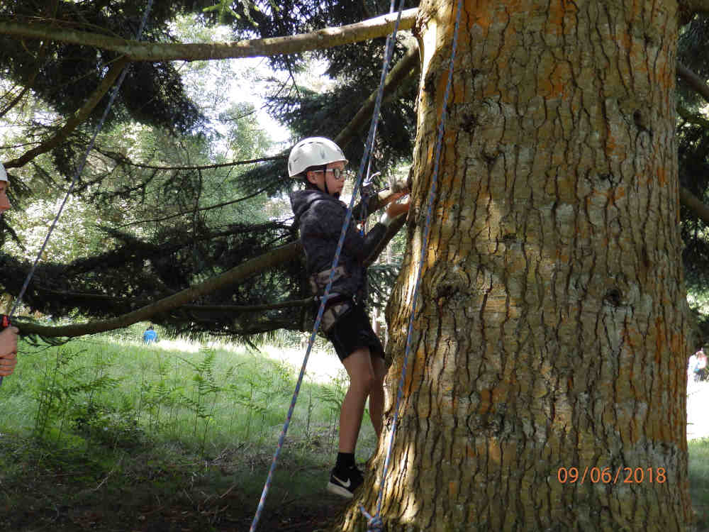 Cubs - Tree climbing